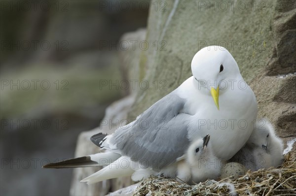 Larus tridactylus