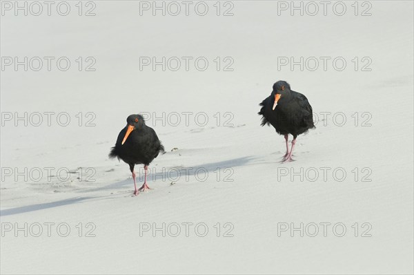 Variable oystercatcher