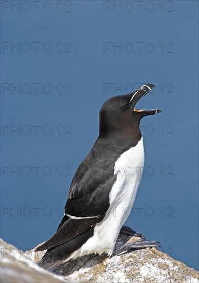 Razorbill