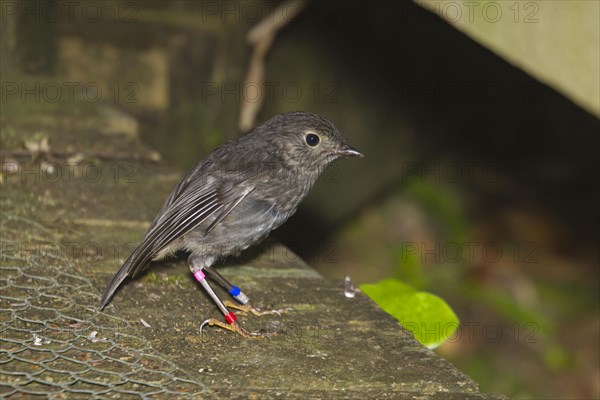 North Island Robin