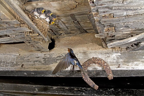 Barn Swallow