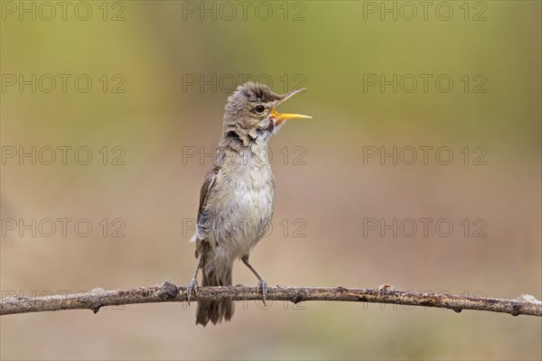 Eastern eastern olivaceous warbler