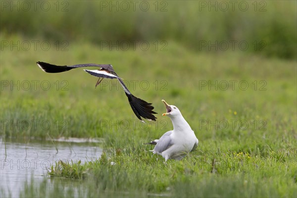 Northern Lapwing