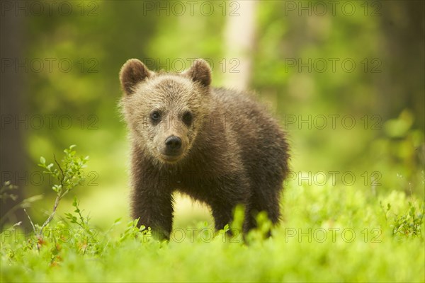 European brown bear