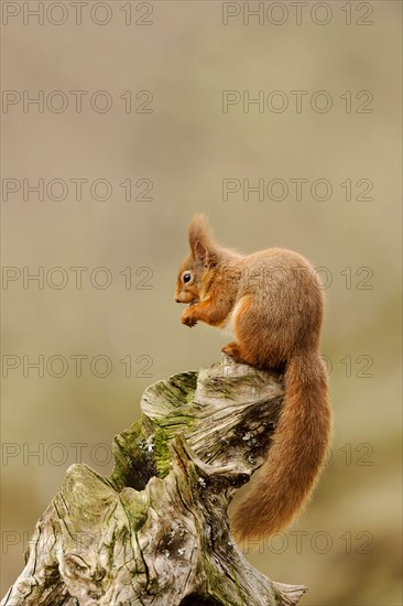 Adult Eurasian red eurasian red squirrel