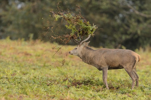 Red Deer