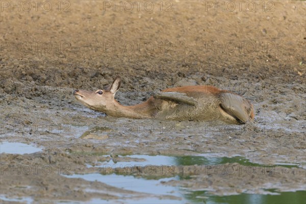 Red deer