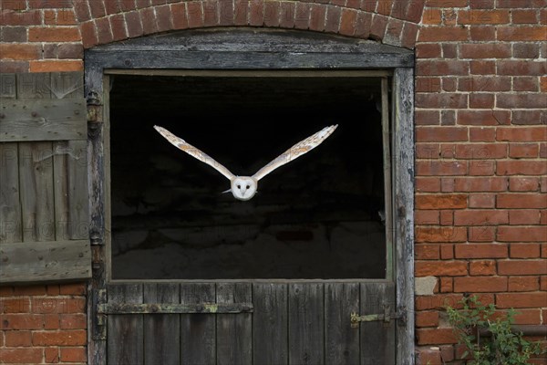 Common barn owl