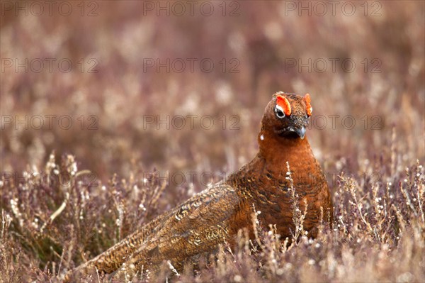 Red Grouse