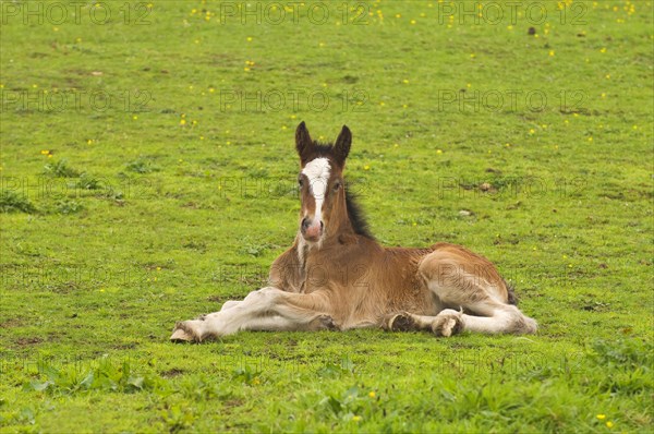 Shire Horse