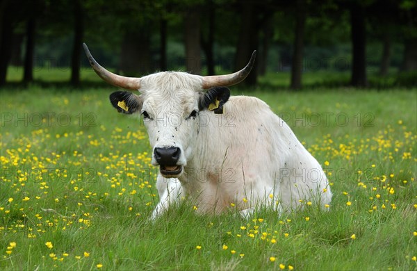 White Park Cattle