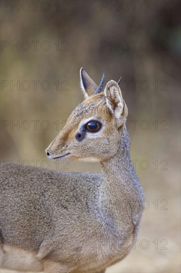 Guenther's dik-dik