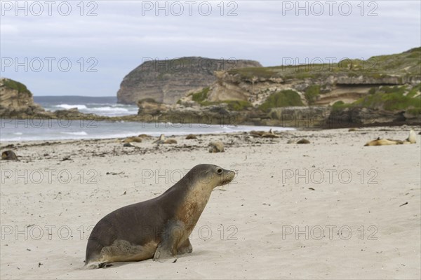 Australian sea lion