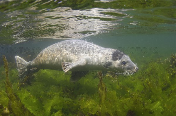 Grey seal