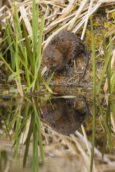 Eastern vole