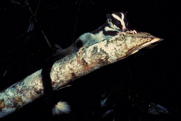 Striped striped possum