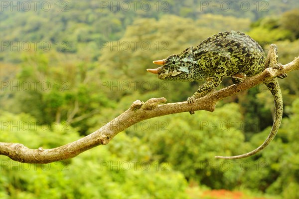 Johnston's three-horned chameleon