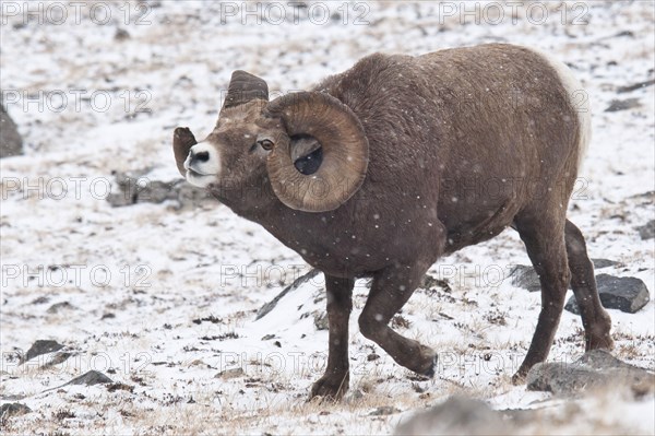 Bighorn sheep