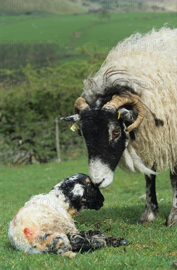 Domestic Sheep