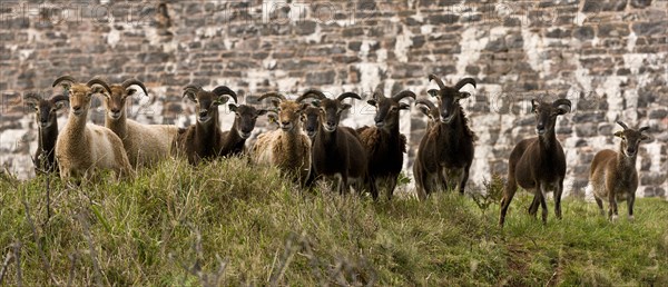 Soay sheep flock