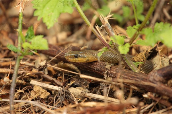 The aesculapian snake