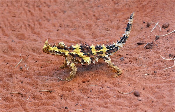 Thorny devil