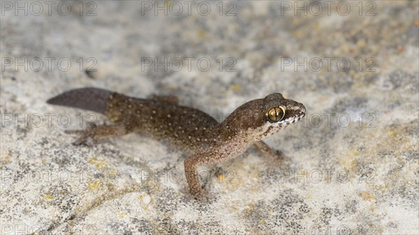Ocellated thick-toed gecko