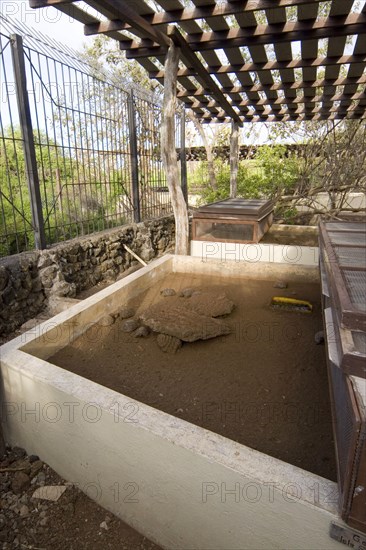 Testudo elephantopus porteri porteri porteri