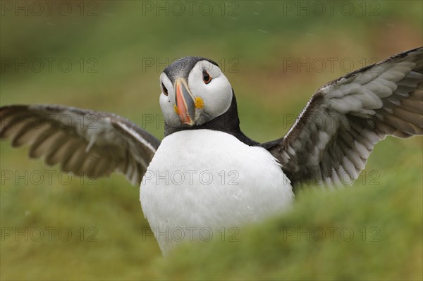 Atlantic puffin