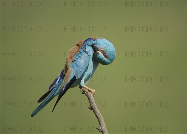 European Roller