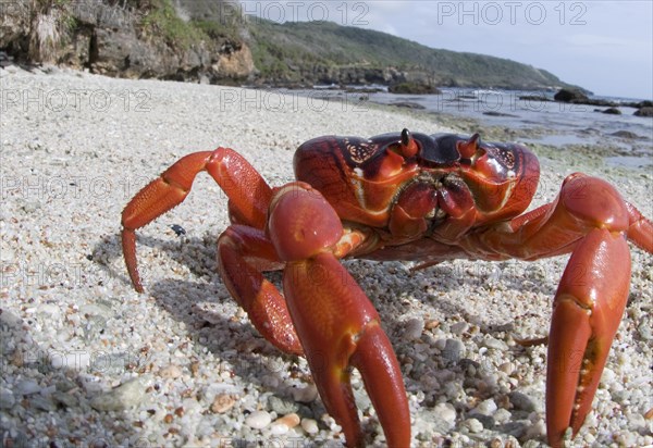 Christmas island red crab