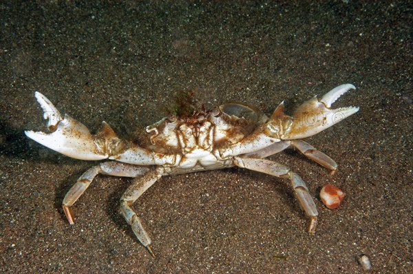 Rudder crab