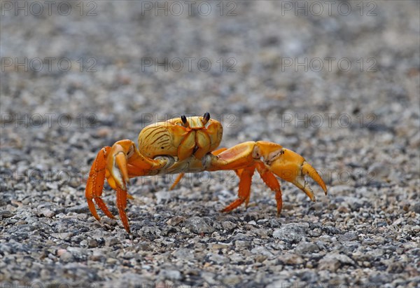 Black zombie crab