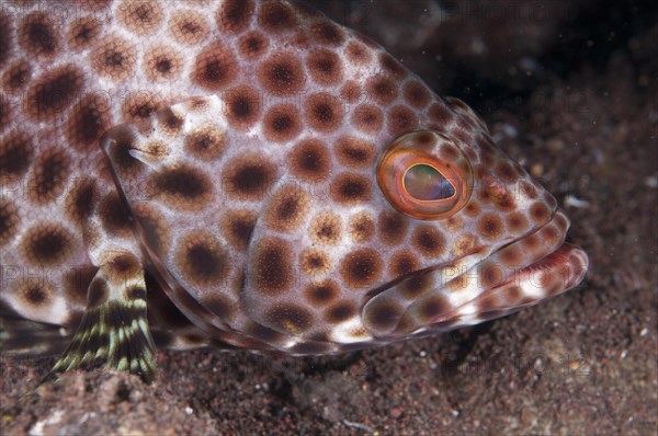 Honeycomb grouper