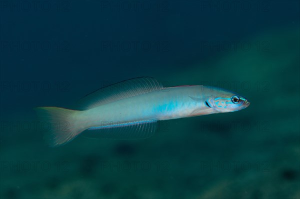 Pearl Dartfish