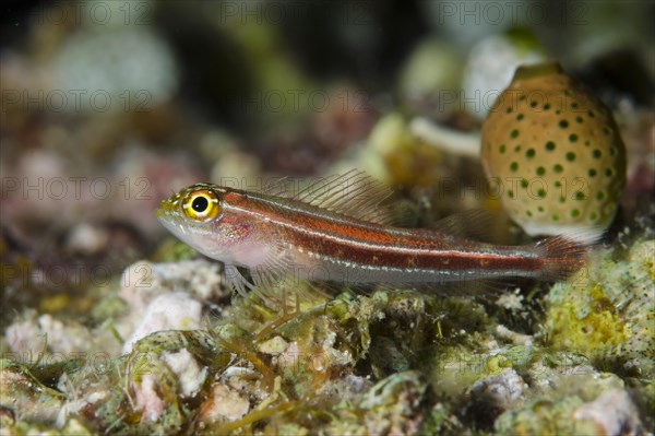 Striped Triplefin