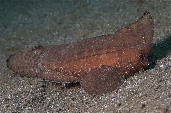 Spiny waspfish