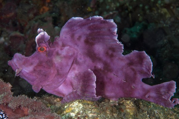 Paddle-flap Scorpionfish