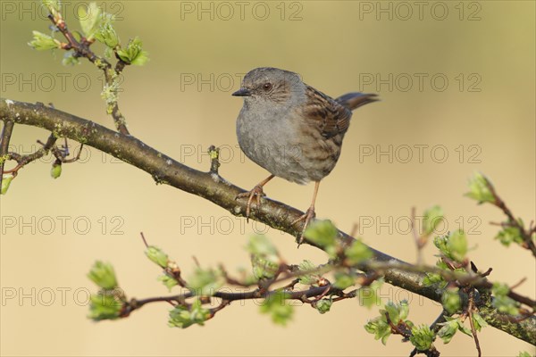 Dunnock