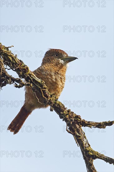 Barred Puffbird