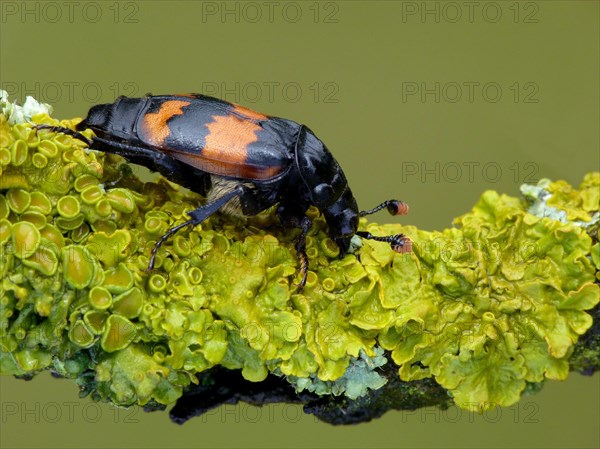 Common Sexton Beetle