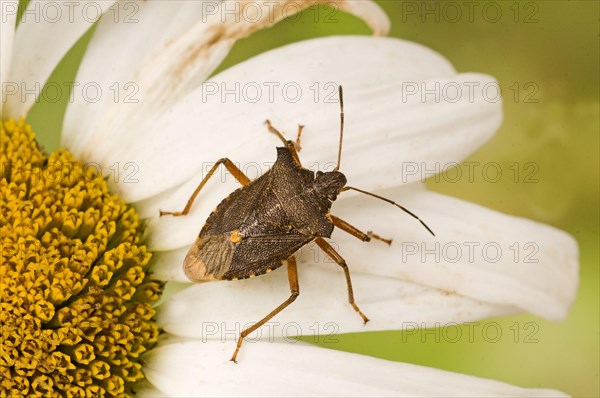 Sloe Bug