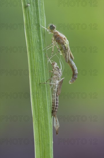 Early damselfly