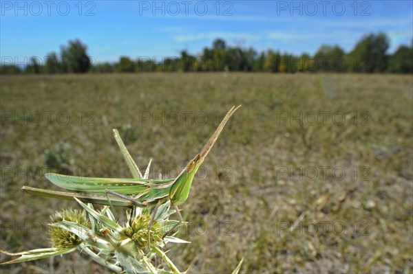 Mediterranean Slant-faced Grasshopper