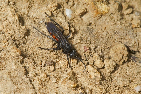 Black-banded Spider Wasp