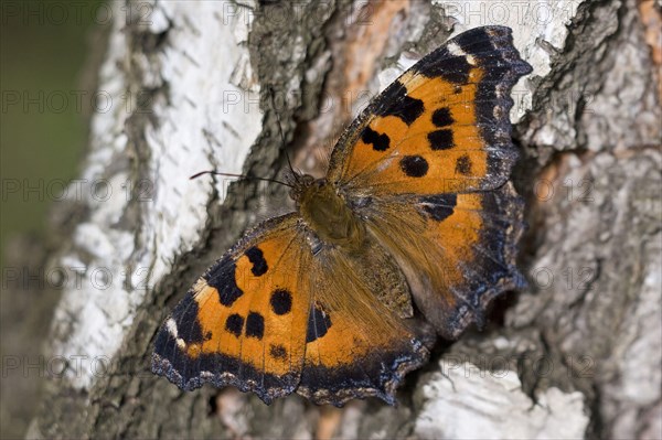 Yellow-legged tortoiseshell