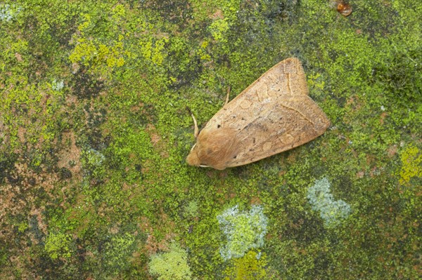 Yellow-line Quaker