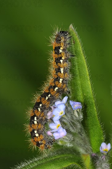 Jersey tiger