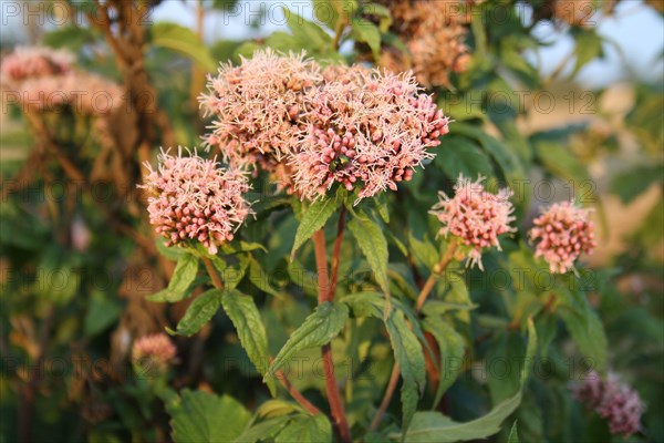 Hemp agrimony