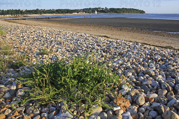 Sea Beet